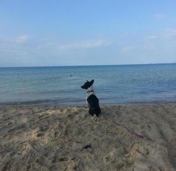 פנסיון Spayhiti