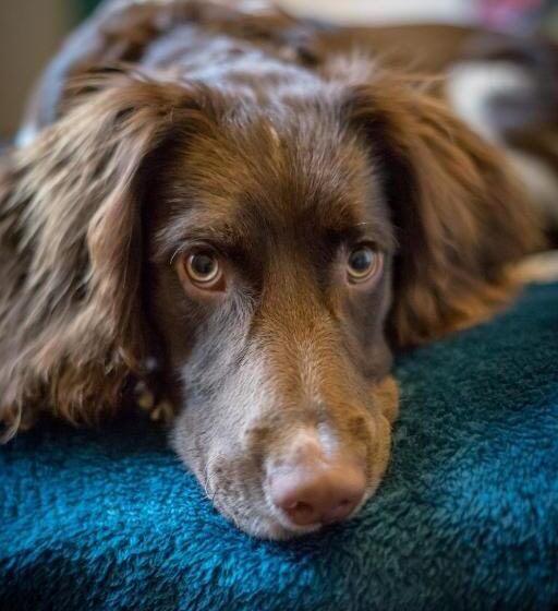 تختخواب و صبحانه Kingsley Guest House