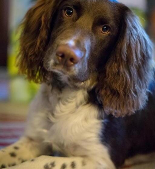 تختخواب و صبحانه Kingsley Guest House