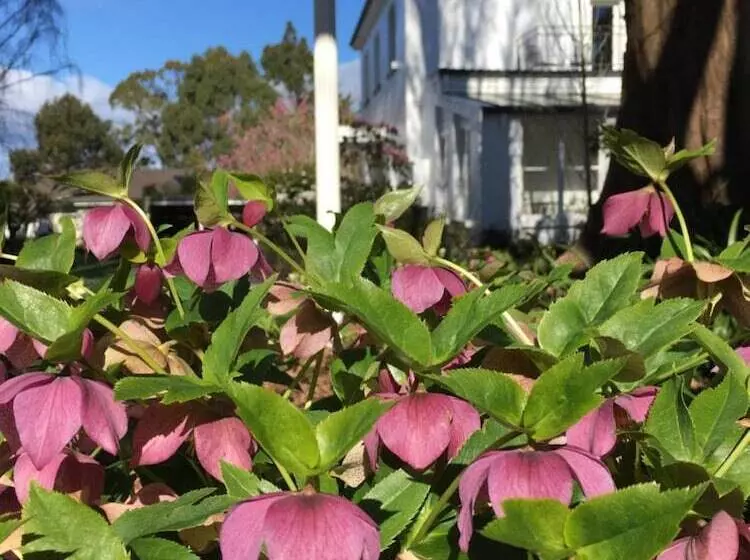 Aamiaismajoitus (B&B) Boscobel Of Tasmania