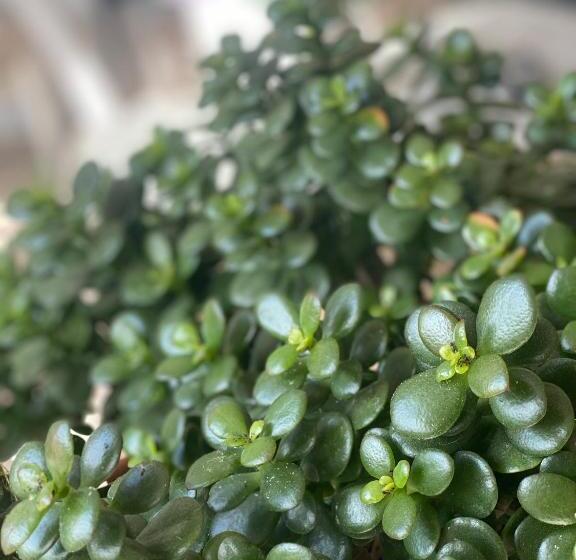 ベッドアンドブレックファースト Villino Gregoraci Relais