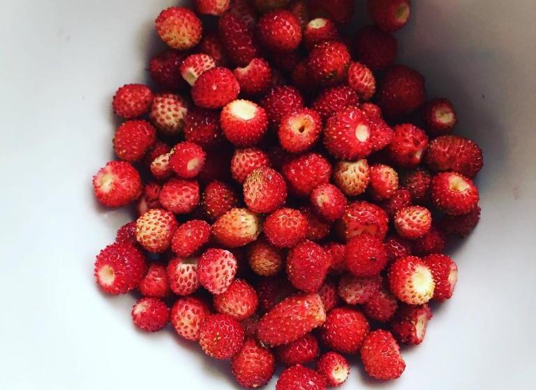 בית מלון כפרי Kreuzstein Bed&breakfast