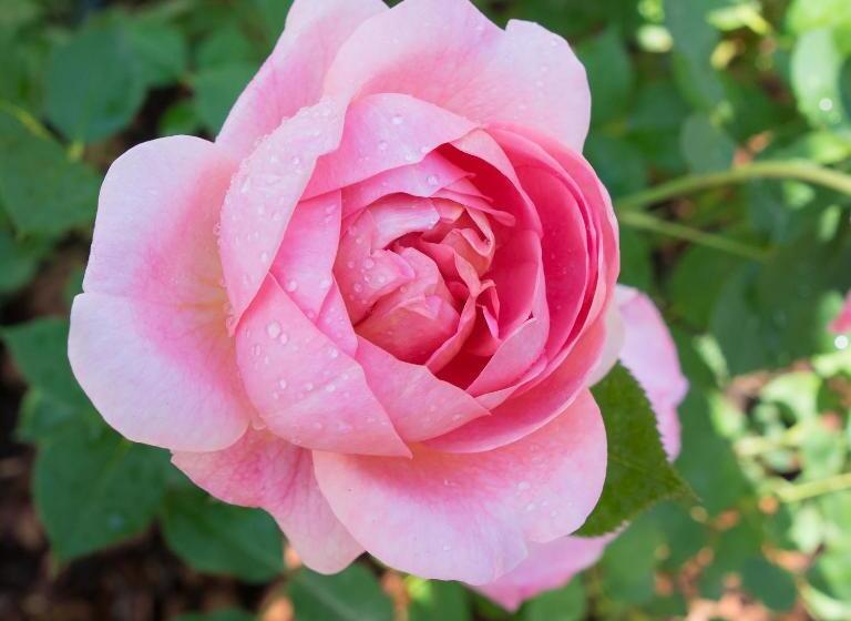 בית מלון כפרי Kreuzstein Bed&breakfast