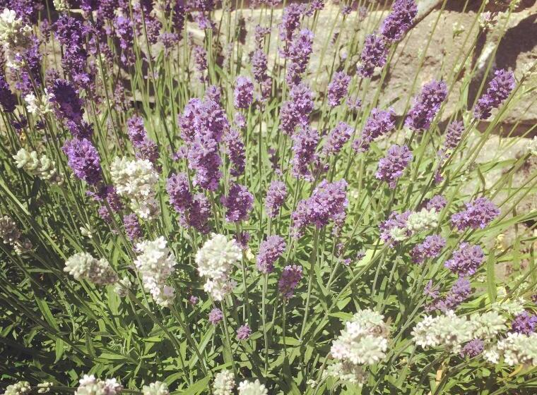 בית מלון כפרי Kreuzstein Bed&breakfast