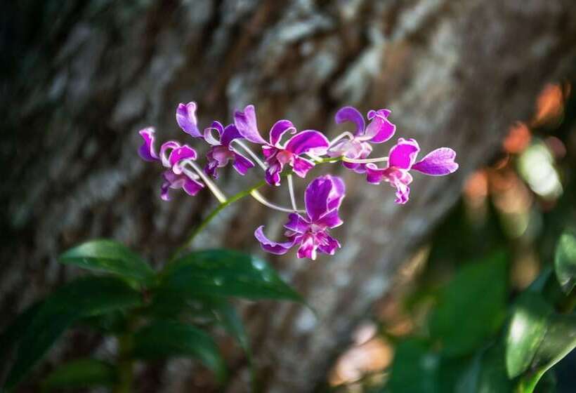 Bed and Breakfast Hostal Doña Amalia Cuba