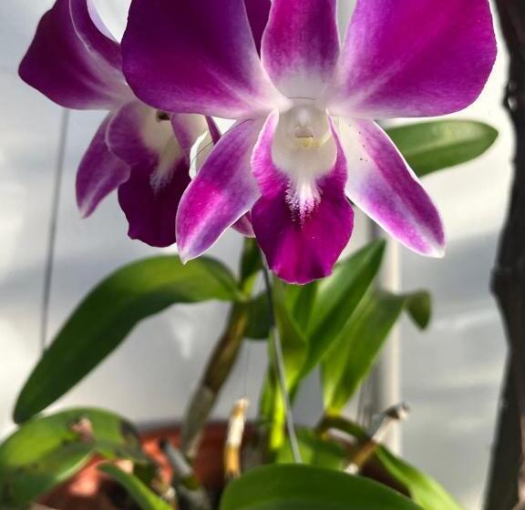 تختخواب و صبحانه Mũi Né Motel