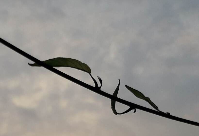 پانسیون Hostal Chinitos