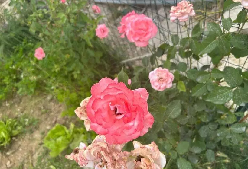 Aamiaismajoitus (B&B) La Raganella D Oro