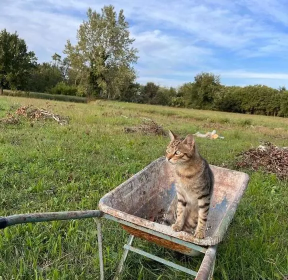 Majatalo Camera Tripla Il Picchio Verde