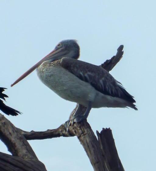 ホテル Sasanda Villa And Yala Safari Place