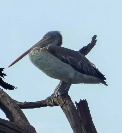 ホテル Sasanda Villa And Yala Safari Place