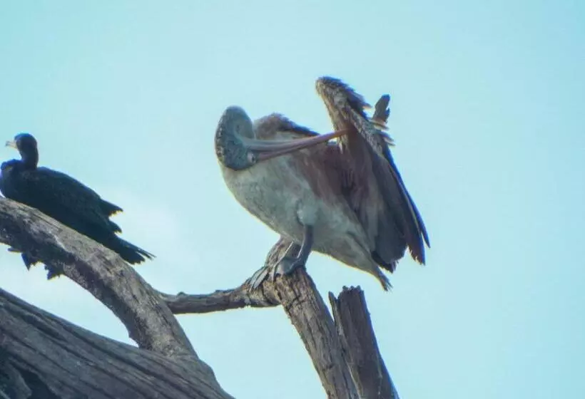 ホテル Sasanda Villa And Yala Safari Place