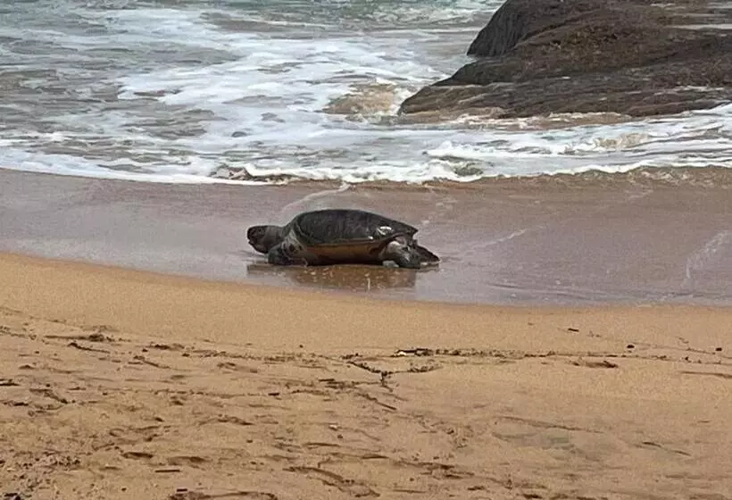 ホテル Turtle Paradise Resort