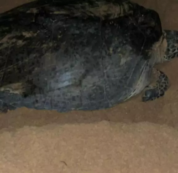 ホテル Turtle Paradise Resort