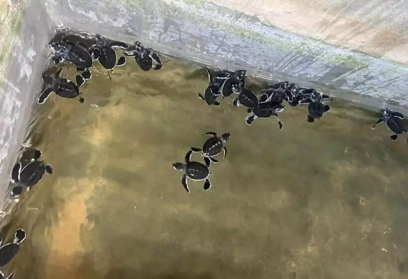 ホテル Turtle Paradise Resort