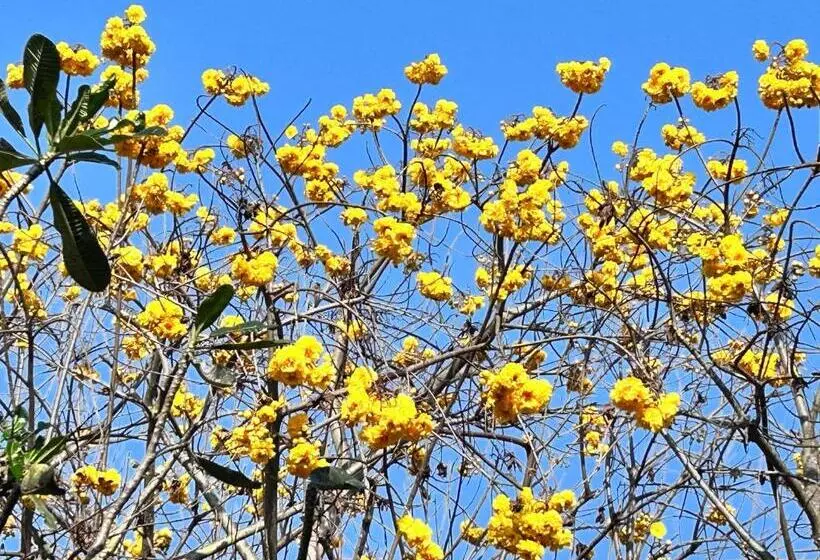 Majatalo Giant Guesthouse