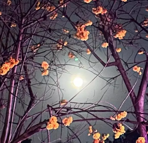 Majatalo Giant Guesthouse