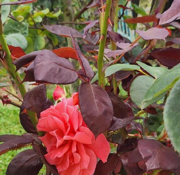 پانسیون Au Balaway