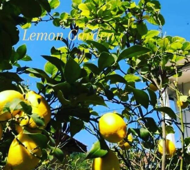 Schronisko Lemon Garden