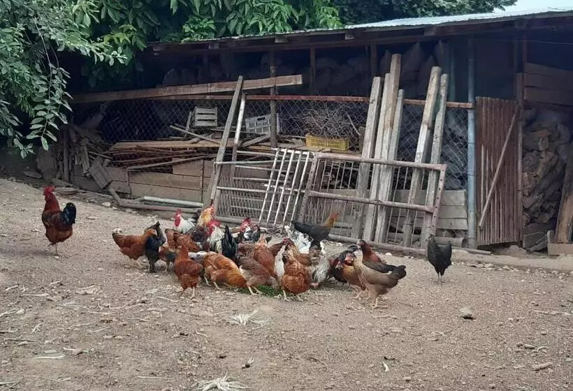 هاستل Lemon Garden