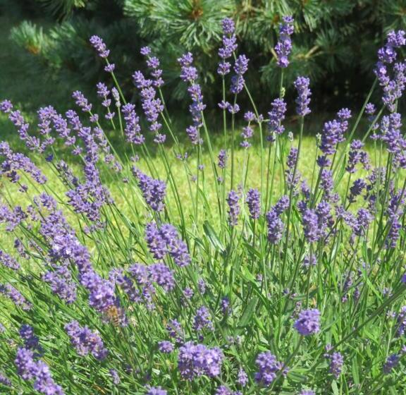 مبيت وإفطار Haus Irmi