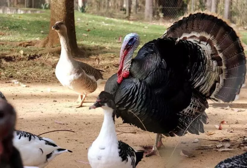 ホテル Fazenda Em Itapetininga, Paz, Descanso E Piscinas