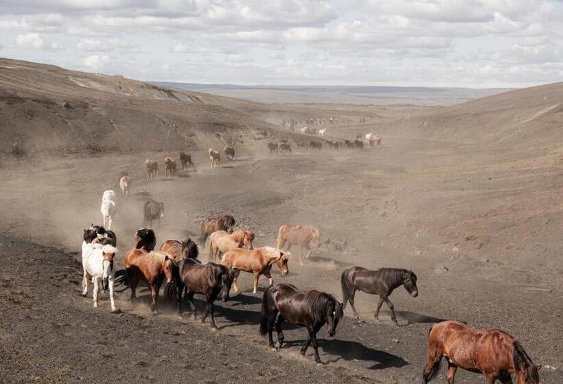 هاستل Fremstaver