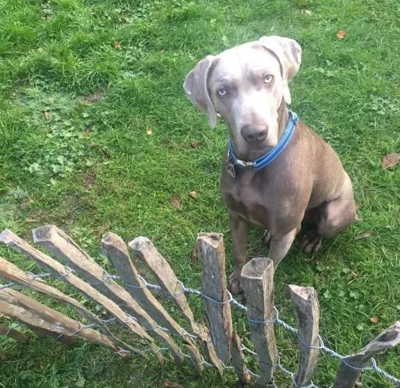 Majatalo Bio Kastanienhof Erfurt   Appartements Und Ayurvedische Jurten