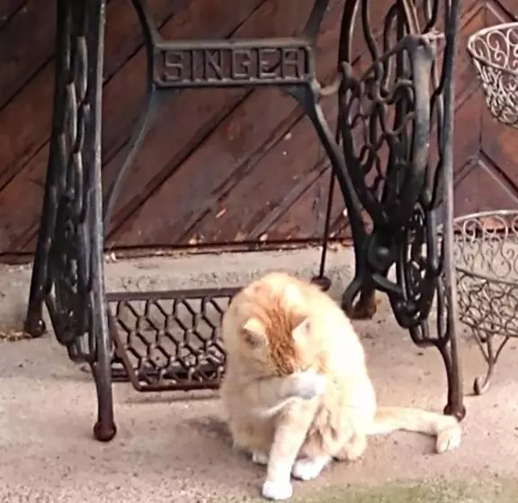 Majatalo Bio Kastanienhof Erfurt   Appartements Und Ayurvedische Jurten