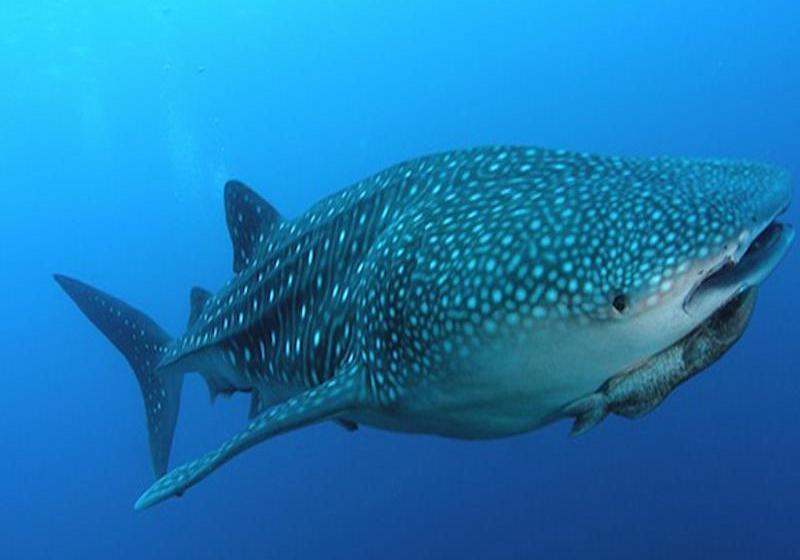 Food District Hostel Cebu Central