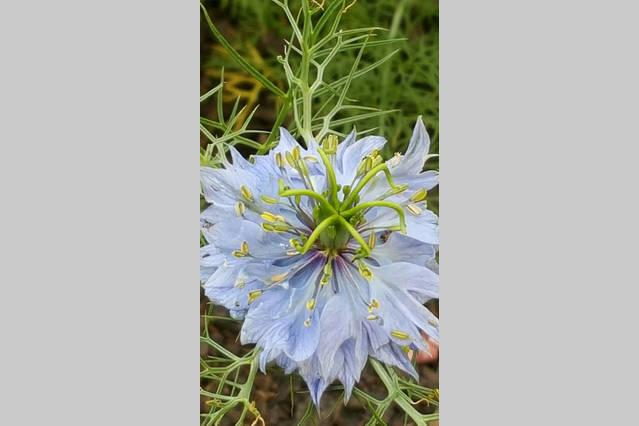 Kerikeri Blue Chair B&b