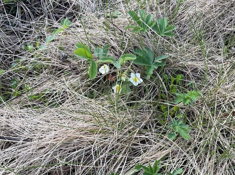 فندق Beaverfoot Lodge