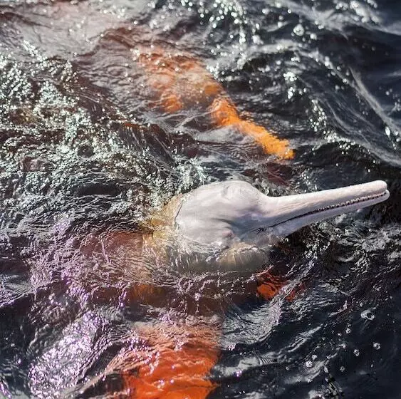 ホテル Evolucao Ecolodge