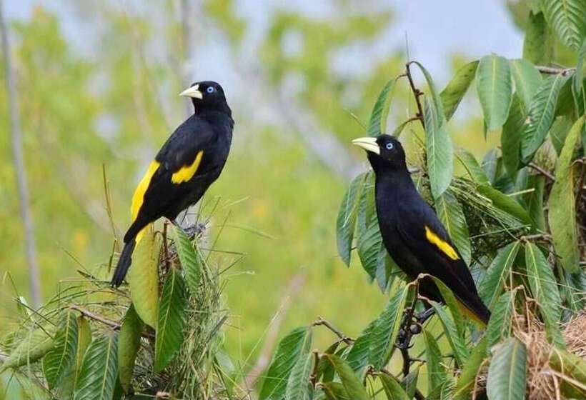 Hotel Evolucao Ecolodge