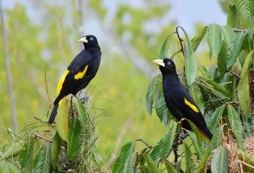 ホテル Evolucao Ecolodge