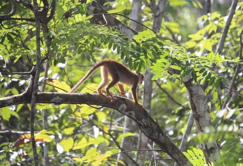 Hotel Evolucao Ecolodge