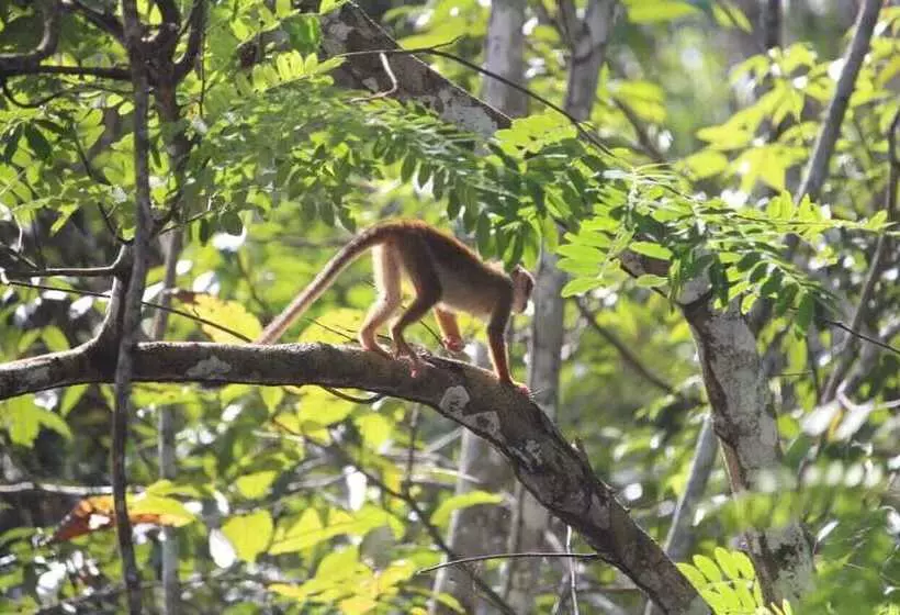 ホテル Evolucao Ecolodge