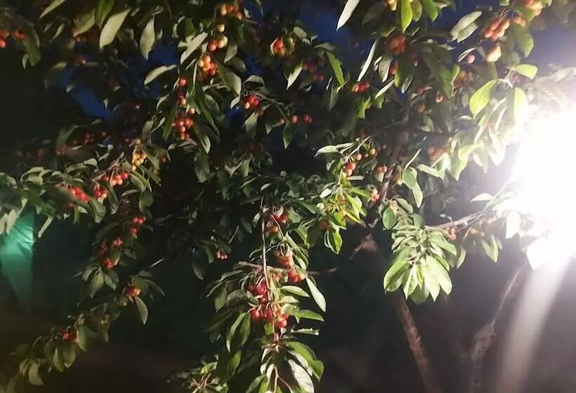 پانسیون Hunza Cherry Guest House