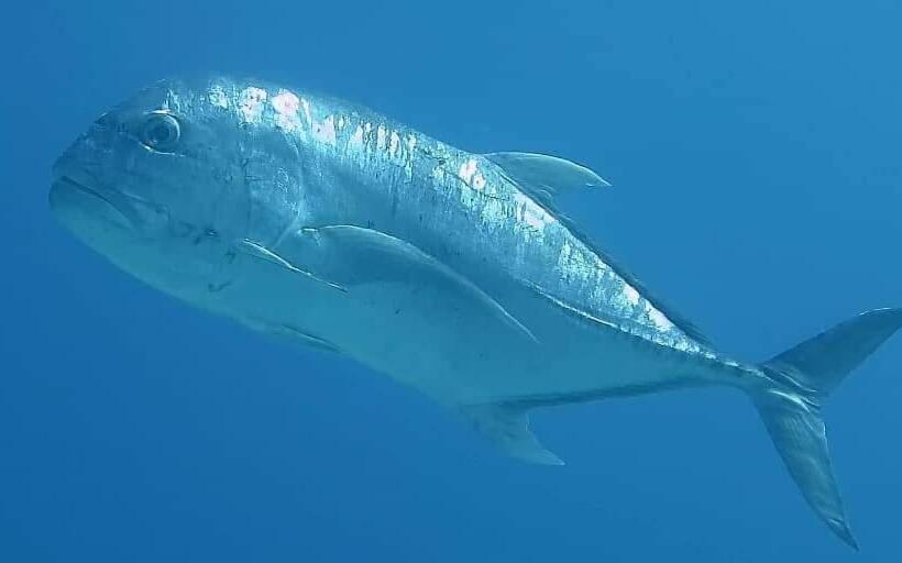 هتل Mohéli Vanilla Lodge