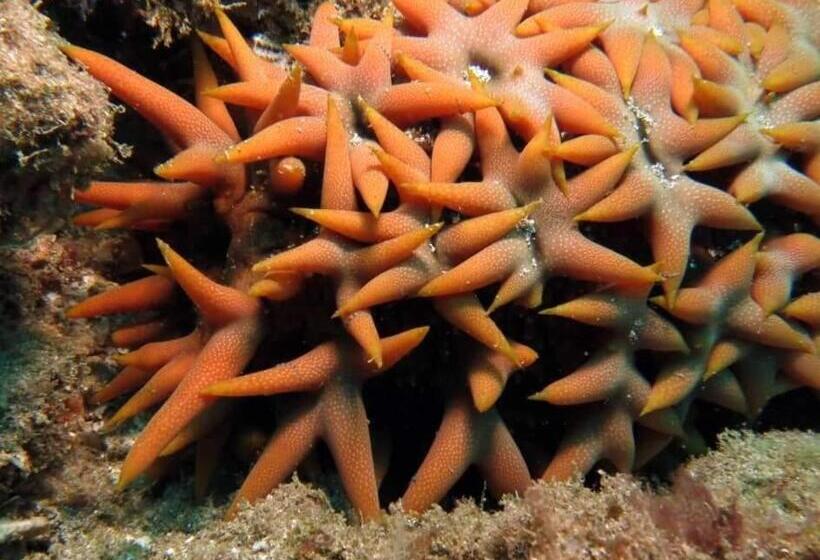 هتل Mohéli Vanilla Lodge