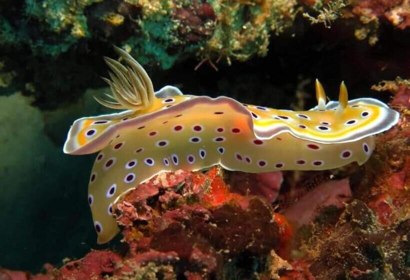 هتل Mohéli Vanilla Lodge