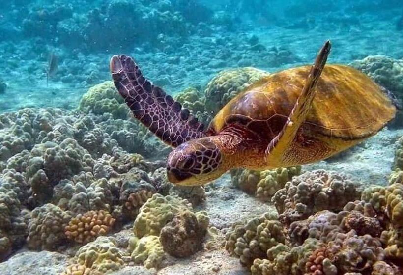 هتل Mohéli Vanilla Lodge