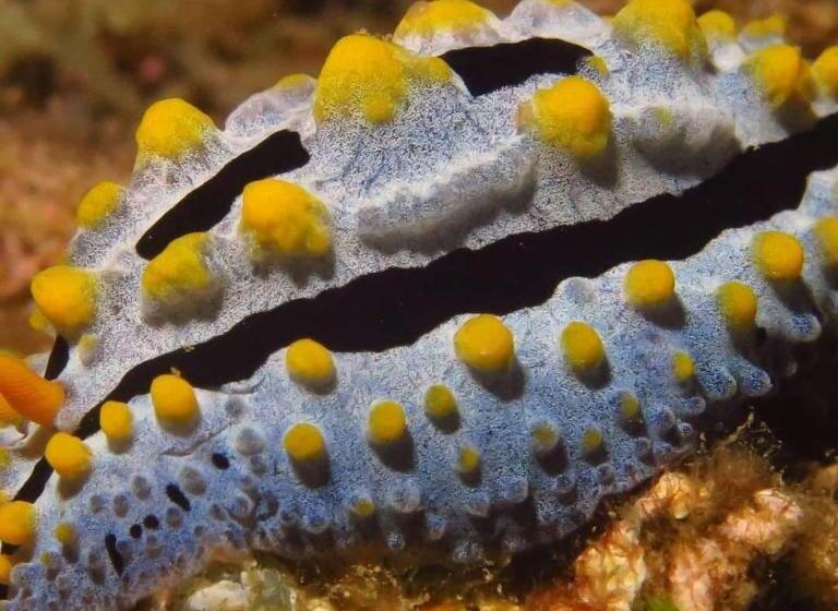 هتل Mohéli Vanilla Lodge