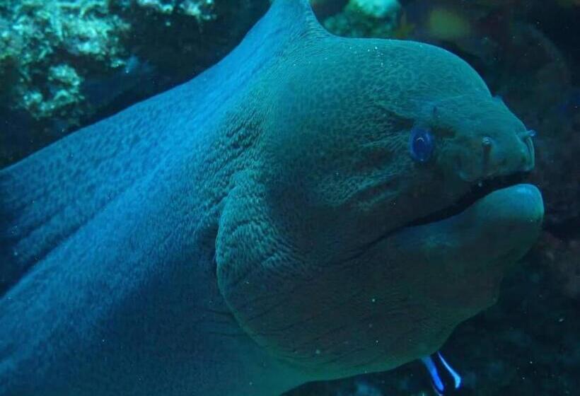 هتل Mohéli Vanilla Lodge