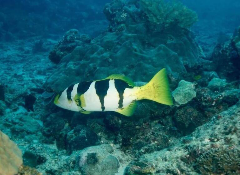 هتل Mohéli Vanilla Lodge