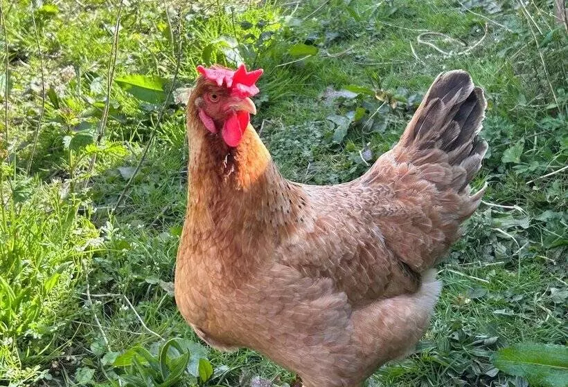 Shepherdhut/retreat/north Devon/firepit/ Exmoor