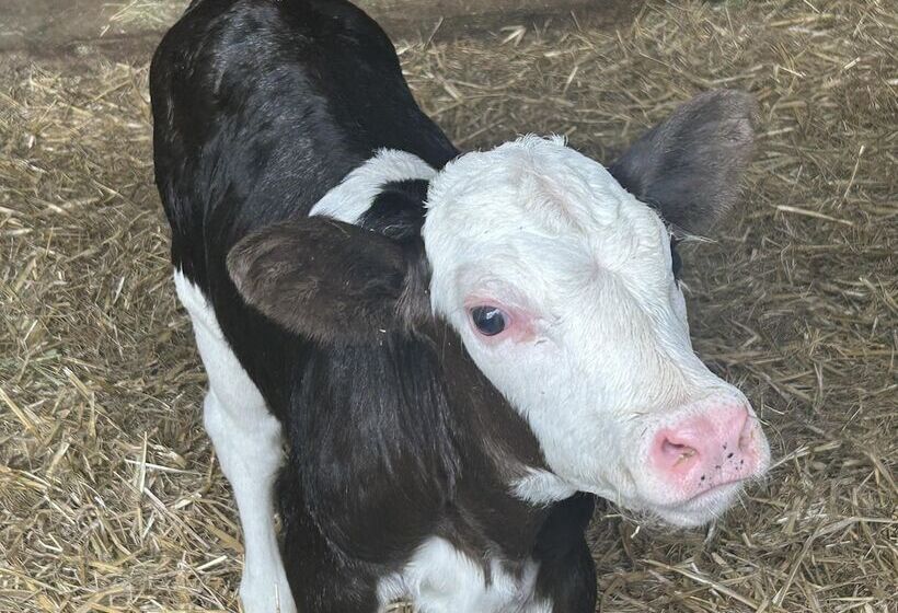 Shepherdhut/retreat/north Devon/firepit/ Exmoor