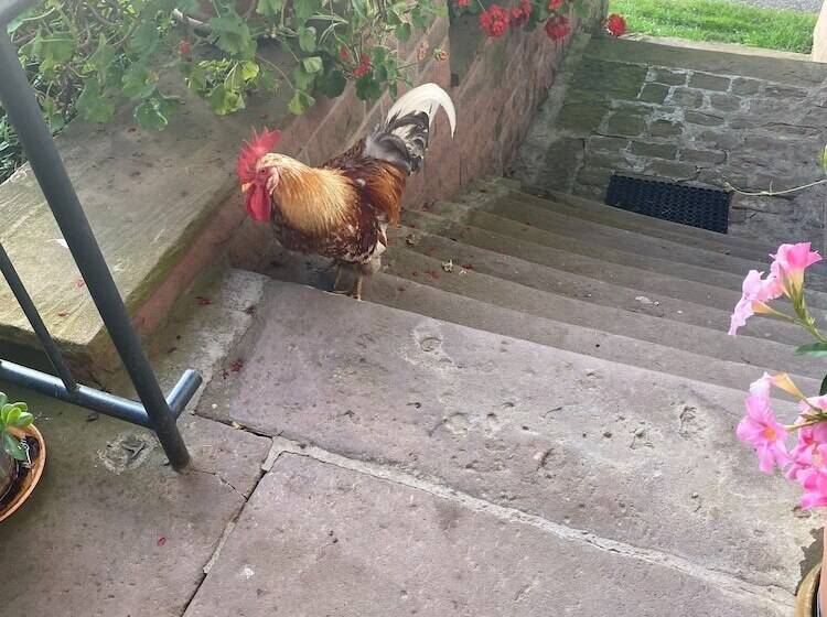 פנסיון Room In Guest Room   Double Room Apple Blossom