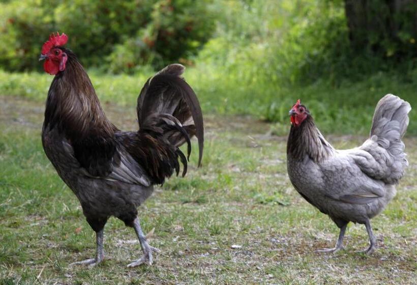 مبيت وإفطار Kuuksenkaari