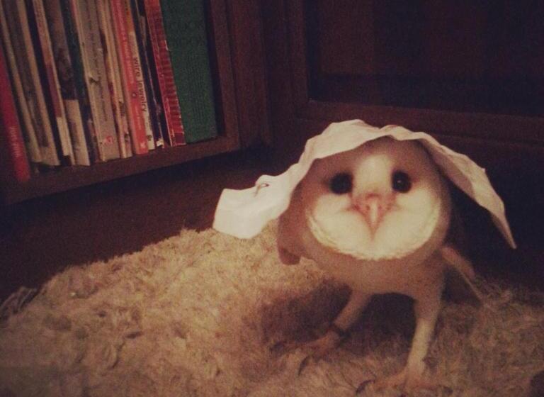 تختخواب و صبحانه Sunshine Court